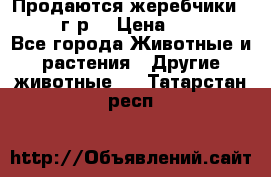 Продаются жеребчики 14,15 16 г.р  › Цена ­ 177 000 - Все города Животные и растения » Другие животные   . Татарстан респ.